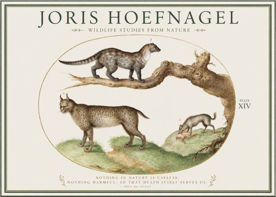 Joris Hoefnagel Wildlife Studies from Nature - Plate Xiv No1 - Póster