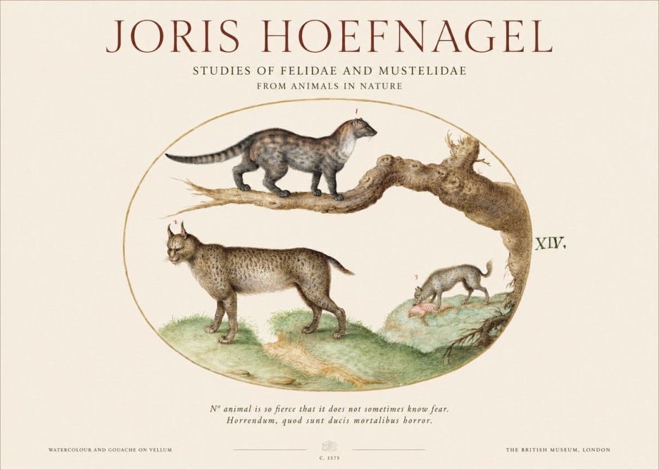 Joris Hoefnagel Wildlife Studies from Nature - Plate Xiv No6 - Póster