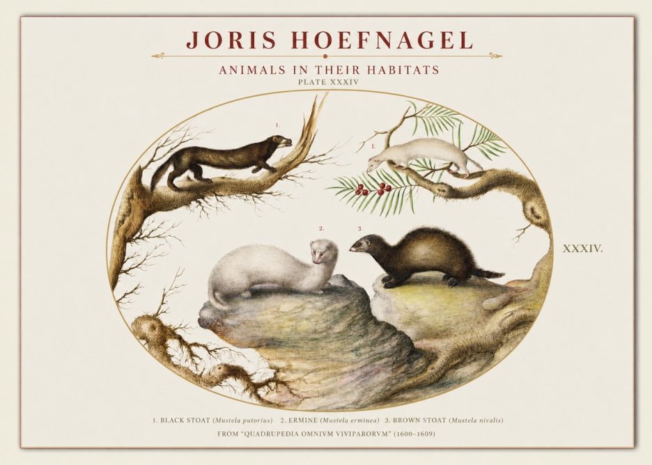 Joris Hoefnagel Animals in Their Habitats Plate Xxxiv No1 - Póster