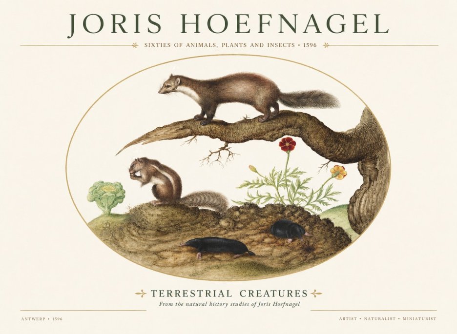 Joris Hoefnagel Terrestrial Creatures No1 - Póster