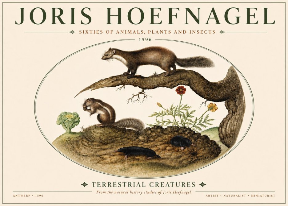 Joris Hoefnagel Terrestrial Creatures No4 - Póster