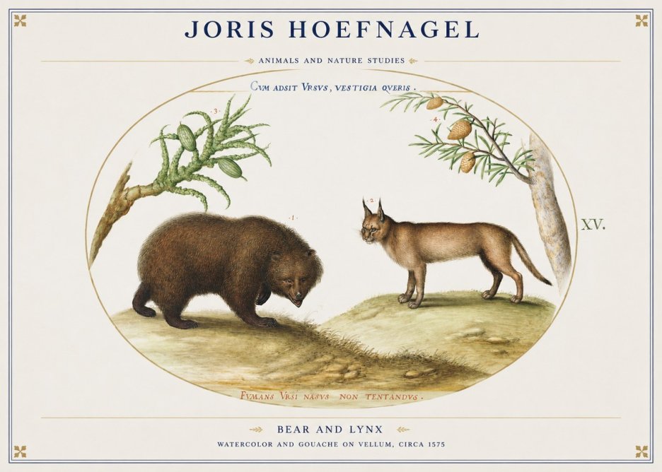 Joris Hoefnagel Bear and Lynx No1 - Póster