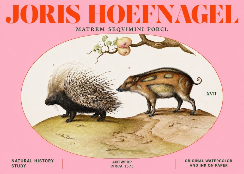 Joris Hoefnagel Matrem Seqvimini Porci. No4 - Póster