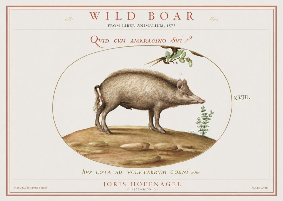 Joris Hoefnagel Qvid Cvm Amaracino Svi? No2 - Póster