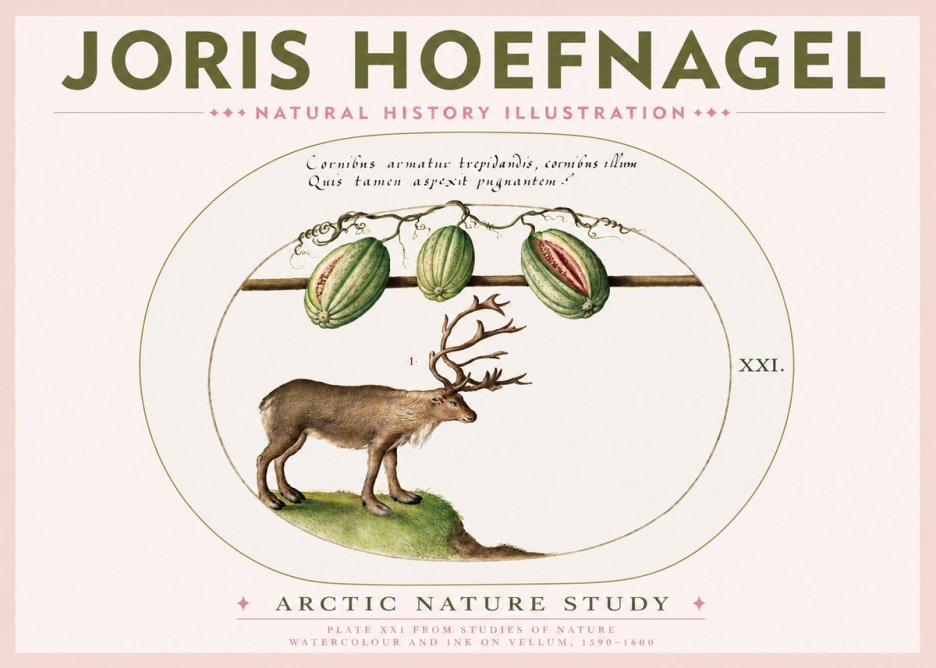Joris Hoefnagel Arctic Nature Study No3 - Póster