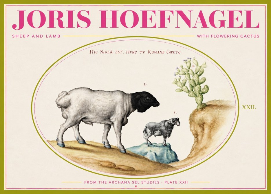Joris Hoefnagel Sheep and Lamb with Flowering Cactus No2 - Póster