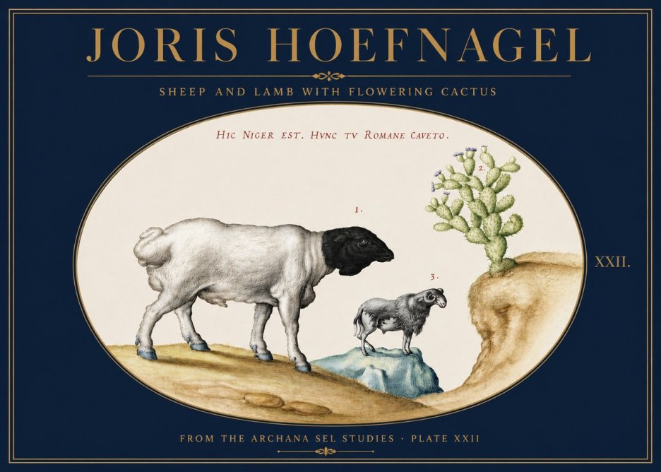 Joris Hoefnagel Sheep and Lamb with Flowering Cactus No3 - Póster