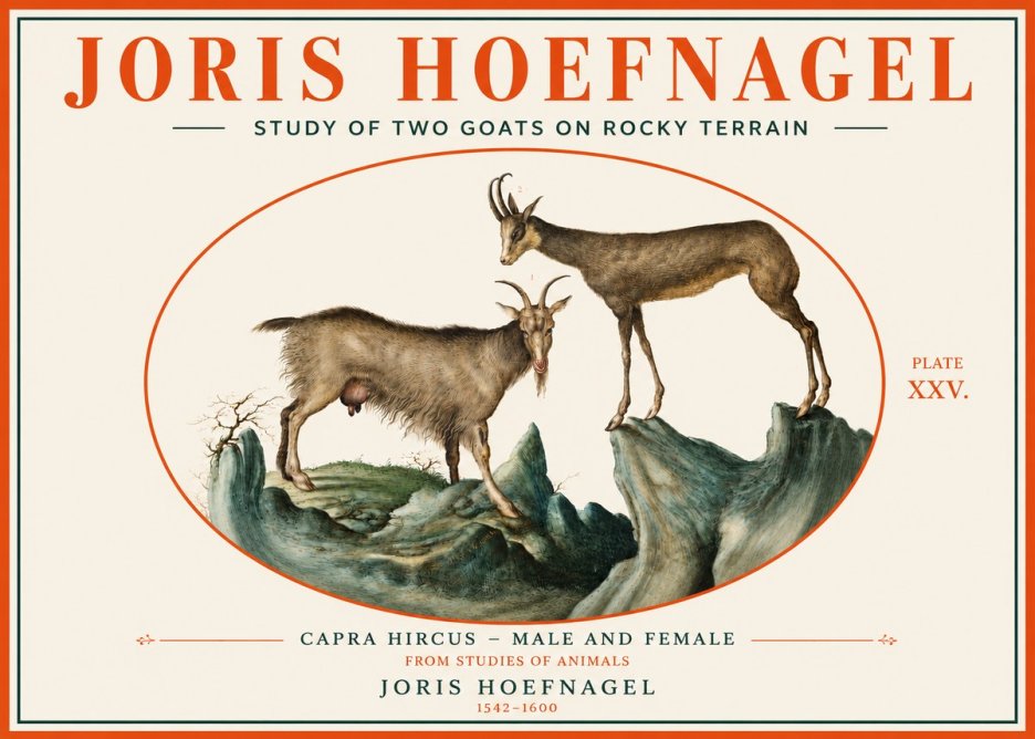 Joris Hoefnagel Study of Two Goats on Rocky Terrain No3 - Póster