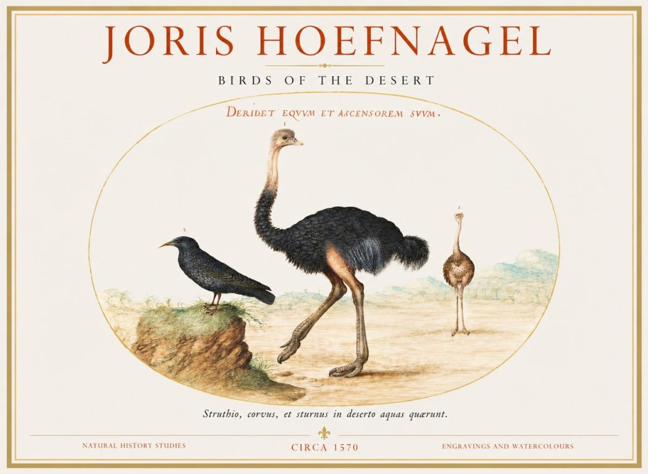 Joris Hoefnagel Birds of the Desert No1 - Póster