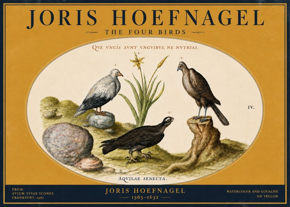 Joris Hoefnagel The Four Birds No4 - Póster