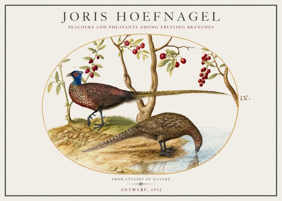 Joris Hoefnagel Peacocks and Pheasants Among Fruiting Branches No1 - Póster