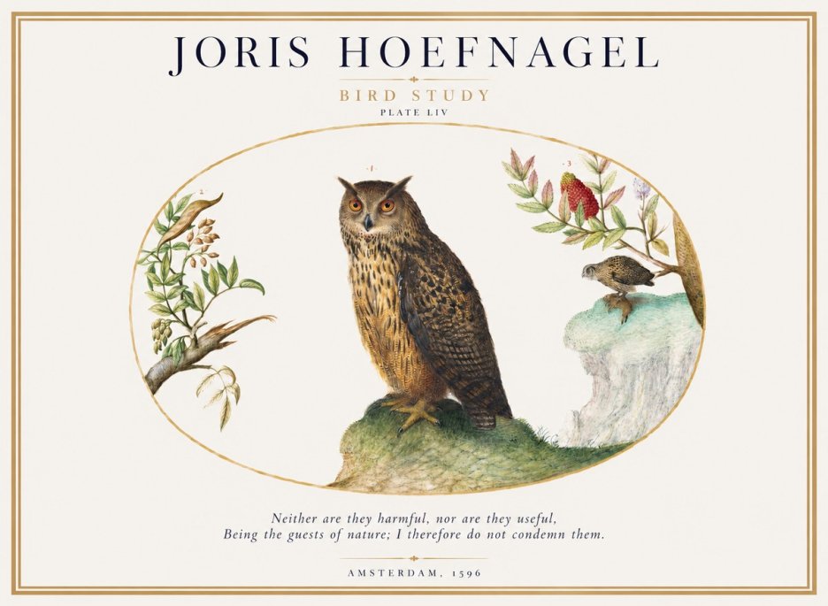 Joris Hoefnagel Bird Study Plate Liv No1 - Póster