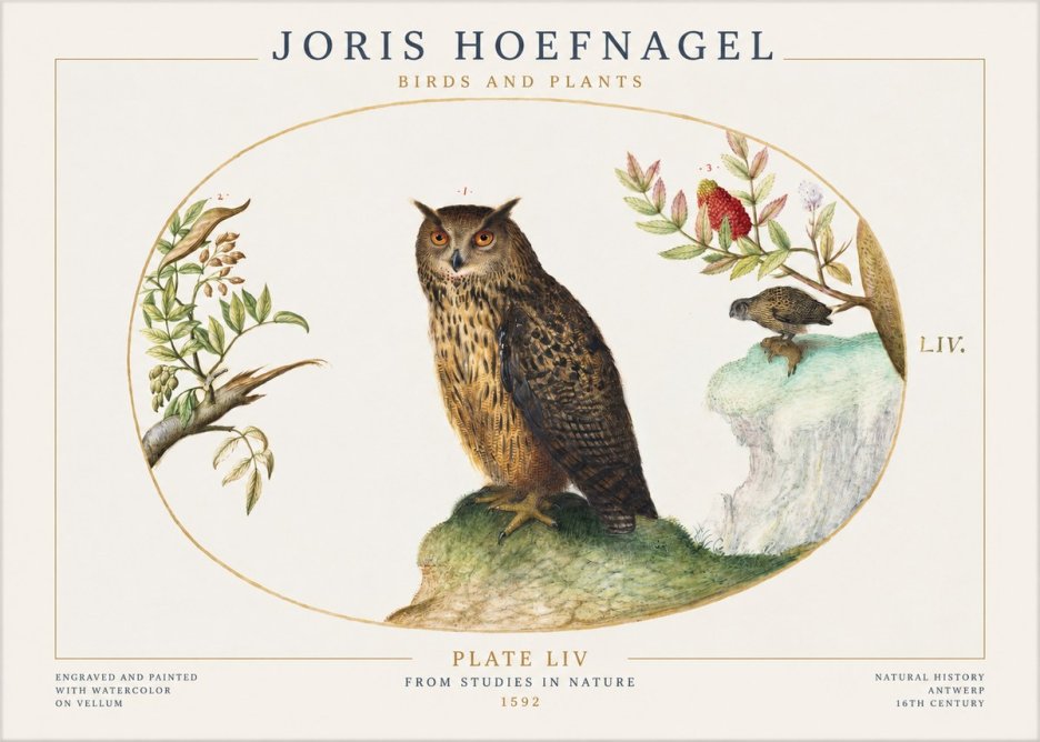 Joris Hoefnagel Bird Study Plate Liv No2 - Póster