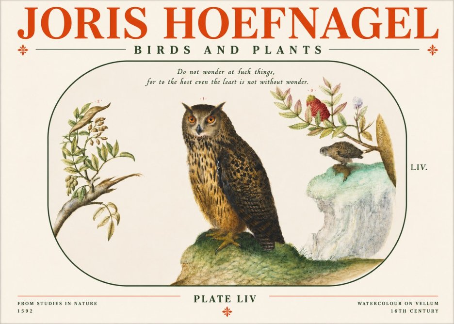Joris Hoefnagel Bird Study Plate Liv No4 - Póster