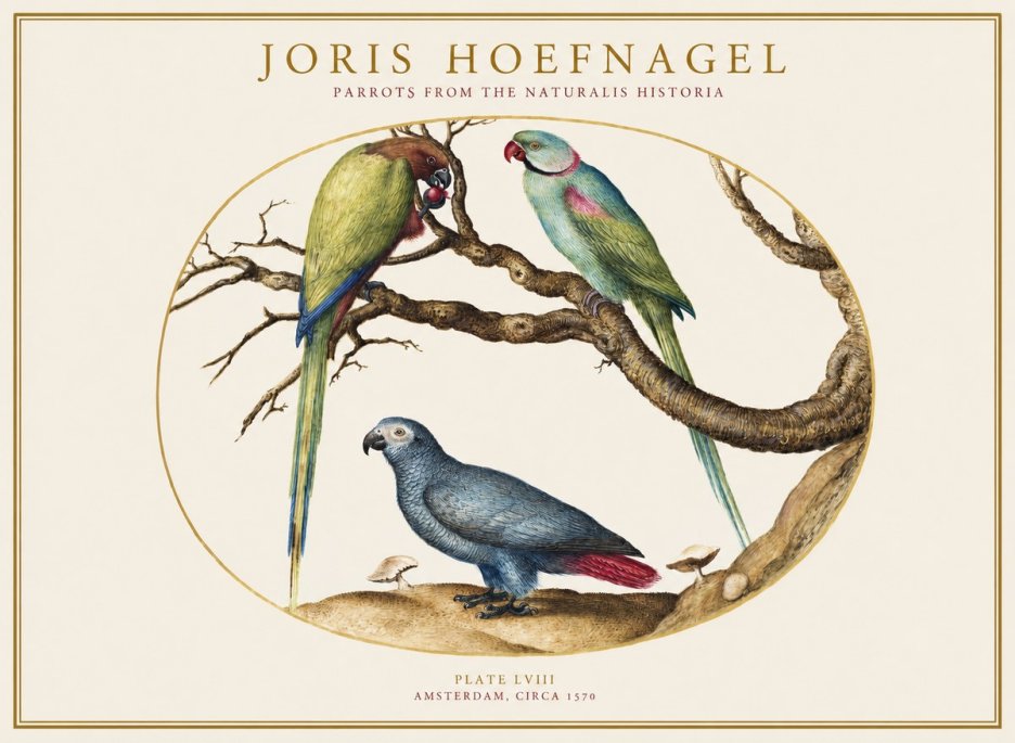 Joris Hoefnagel Parrots from the Naturalis Historia No1 - Póster