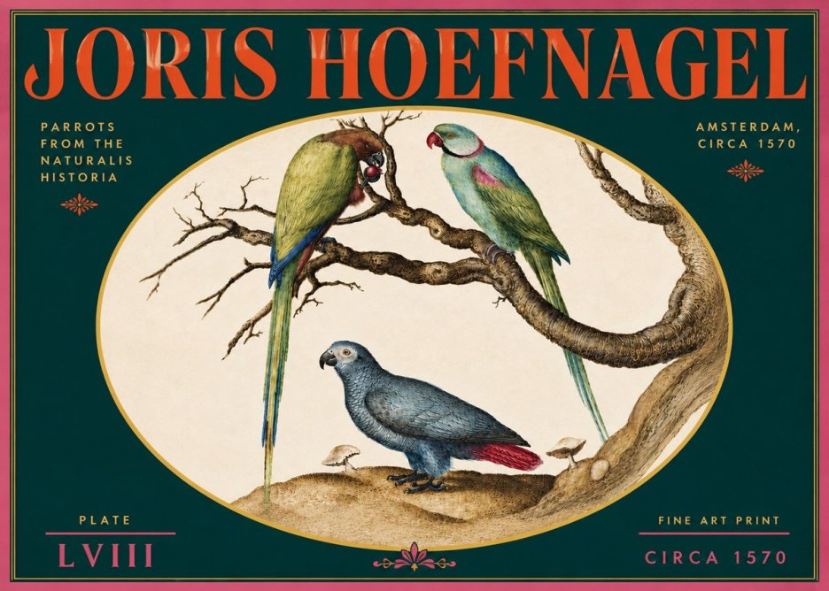 Joris Hoefnagel Parrots from the Naturalis Historia No5 - Póster