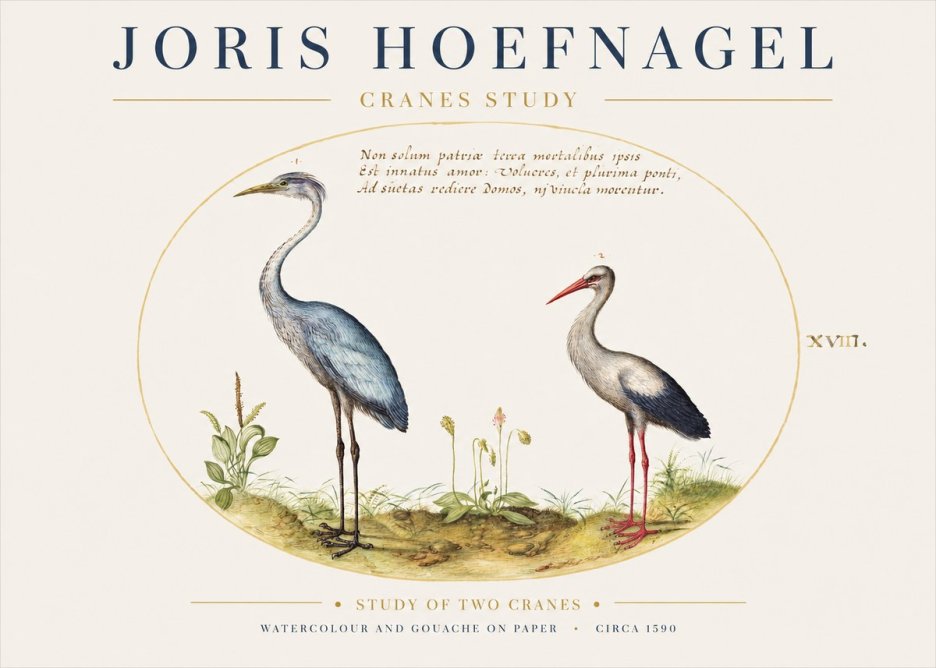 Joris Hoefnagel Study of Two Cranes No1 - Póster