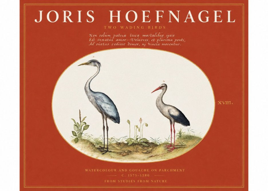 Joris Hoefnagel Study of Two Cranes No3 - Póster