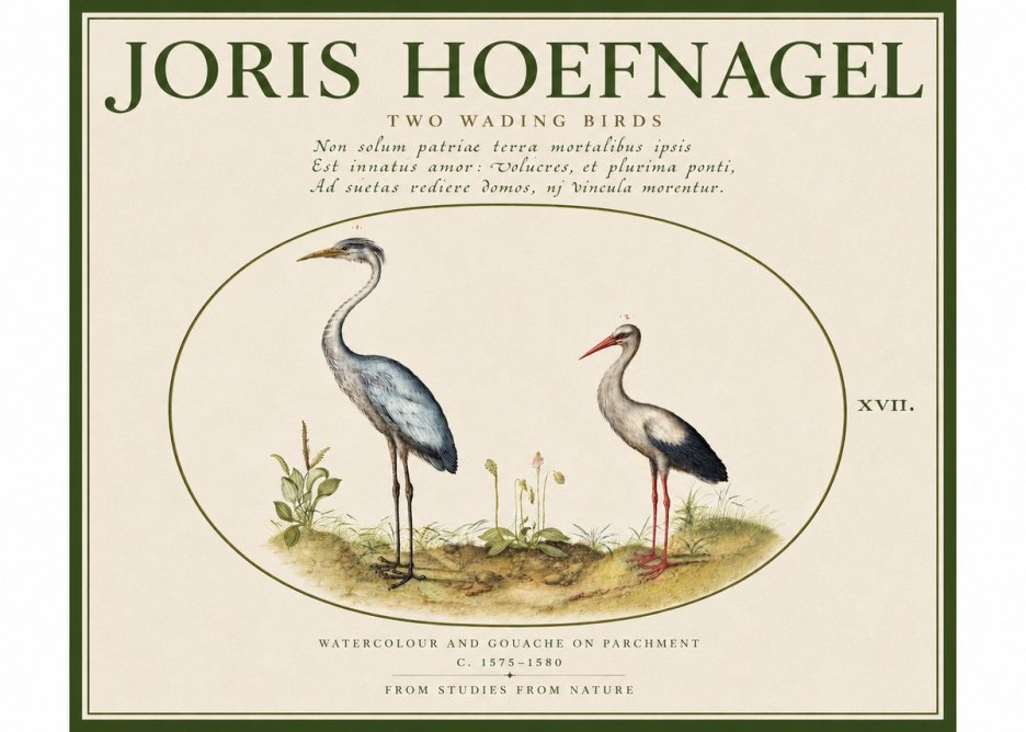 Joris Hoefnagel Study of Two Cranes No5 - Póster