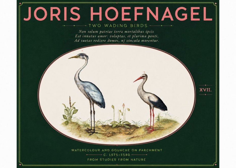 Joris Hoefnagel Study of Two Cranes No6 - Póster