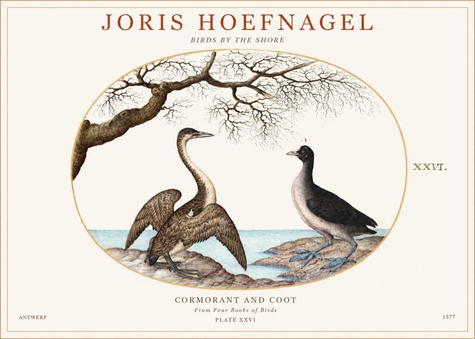 Joris Hoefnagel Cormorant and Coot No1 - Póster