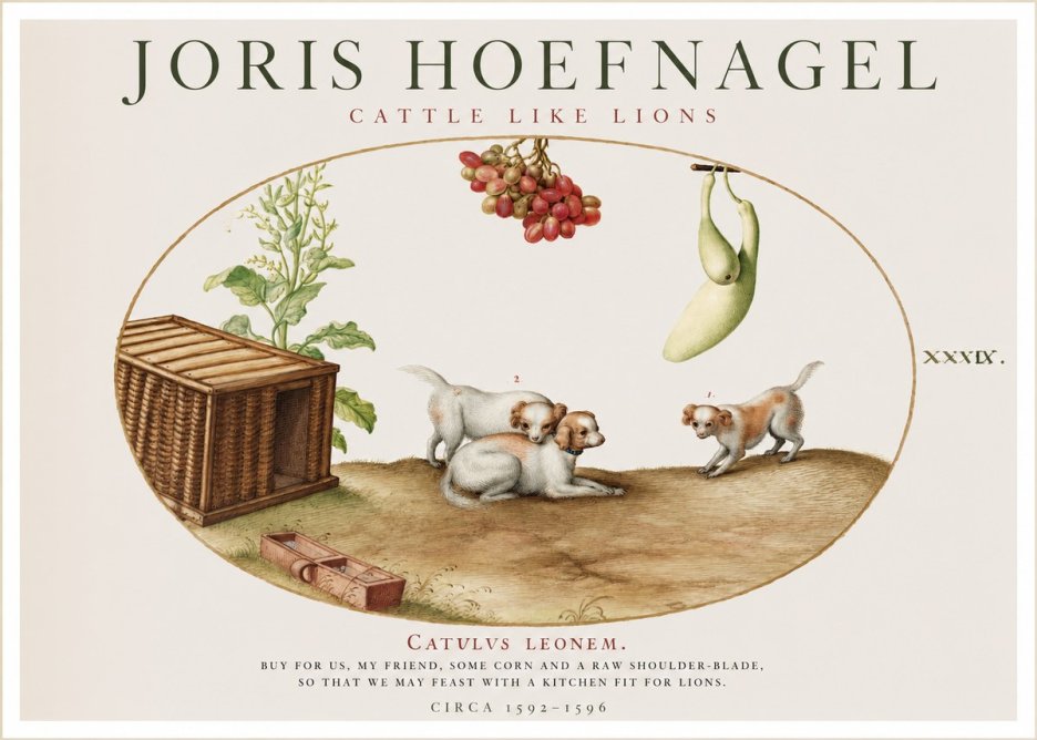 Joris Hoefnagel Cattle Like Lions No1 - Póster