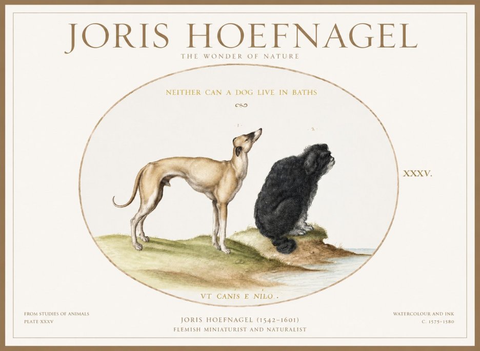 Joris Hoefnagel Neither Can a Dog Live in Baths No1 - Póster