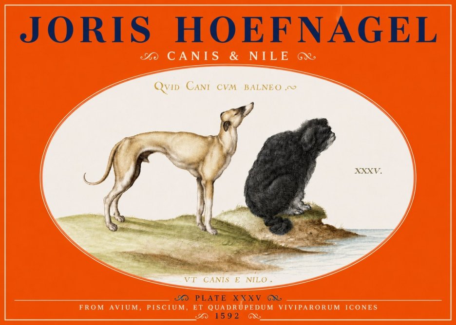 Joris Hoefnagel Neither Can a Dog Live in Baths No5 - Póster