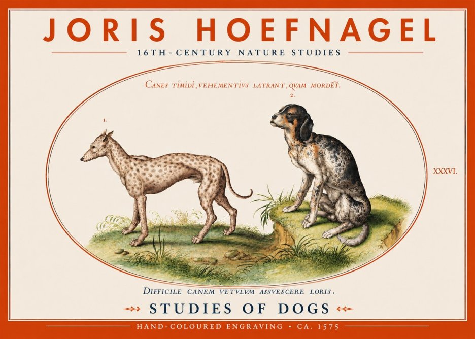 Joris Hoefnagel Studies of Dogs No4 - Póster
