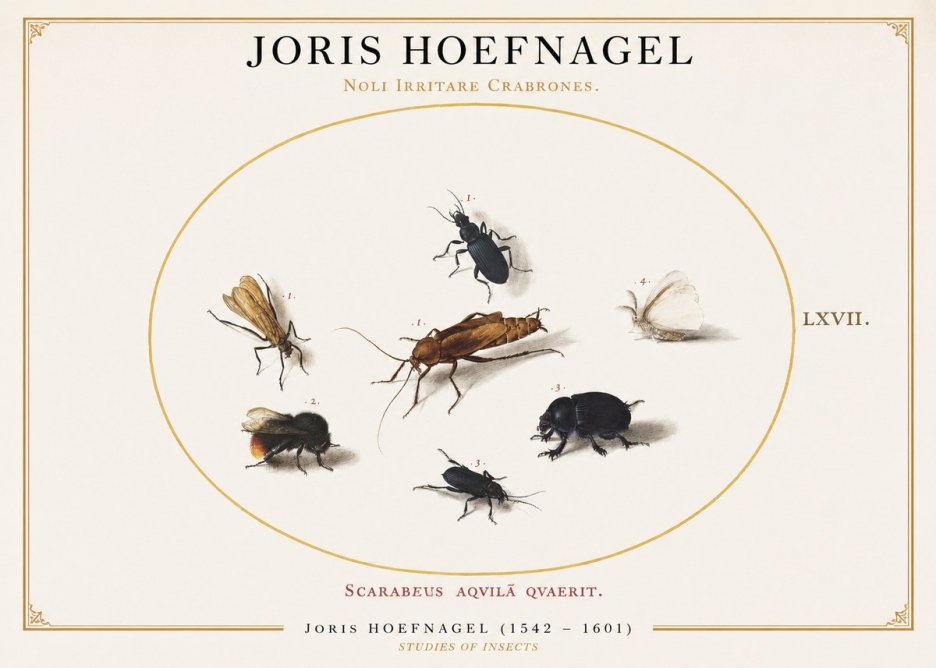 Joris Hoefnagel Scarabeus Aqvilä Qvaerit. No1 - Póster