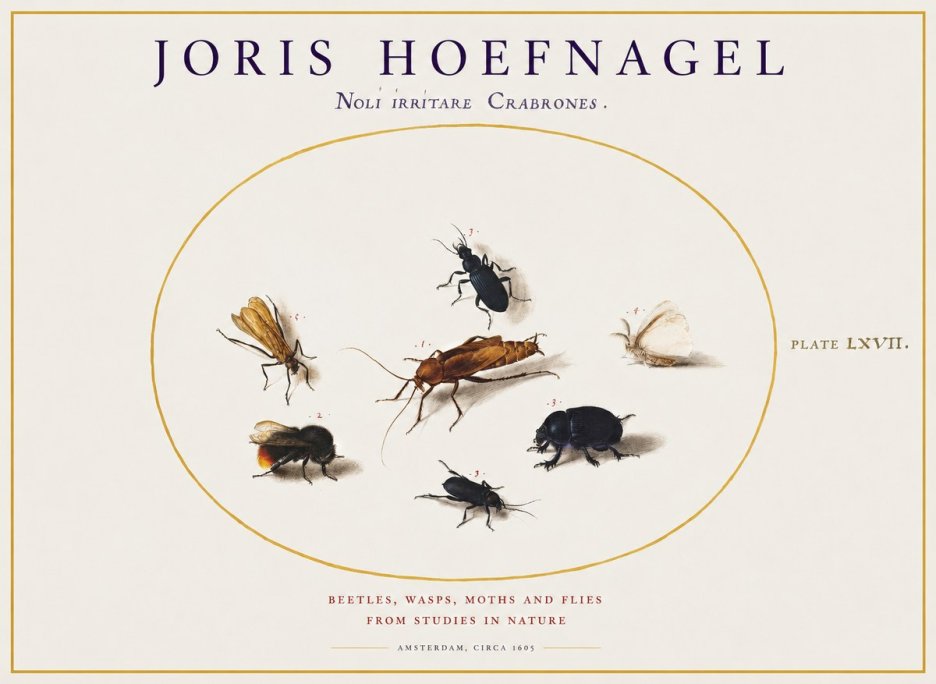 Joris Hoefnagel Scarabeus Aqvilä Qvaerit. No2 - Póster