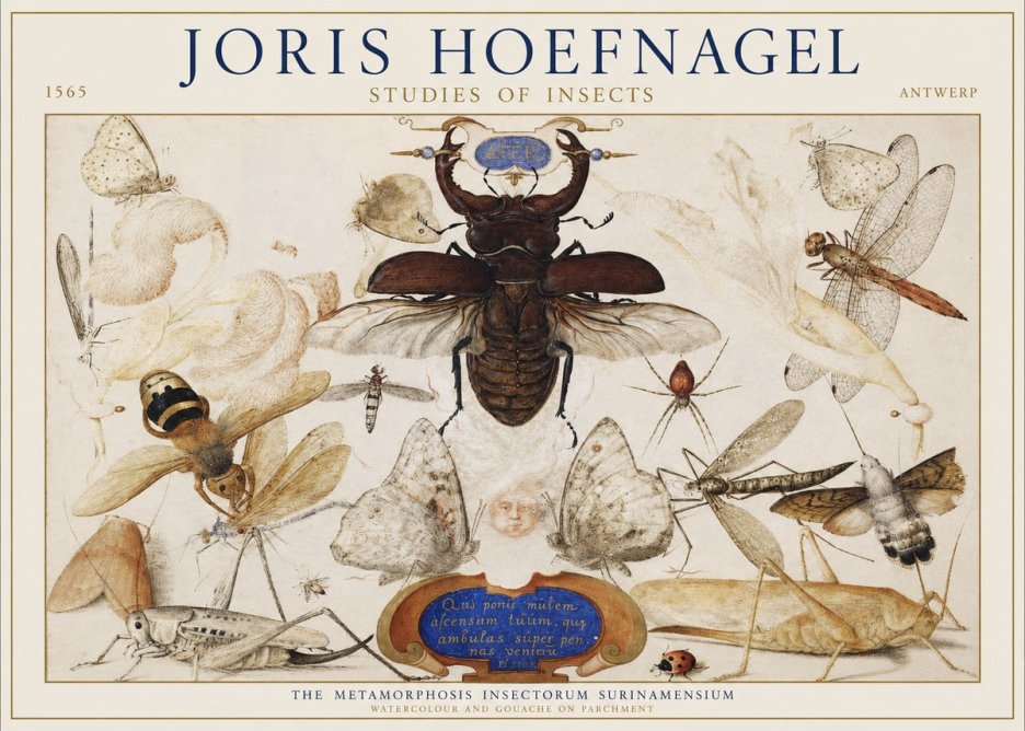 Joris Hoefnagel Studies of Insects I No1 - Póster