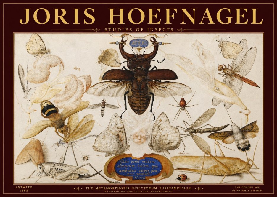 Joris Hoefnagel Studies of Insects I No3 - Póster