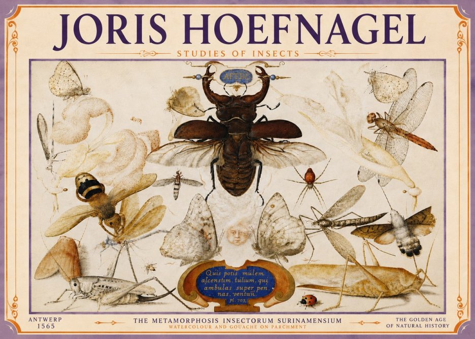 Joris Hoefnagel Studies of Insects I No6 - Póster