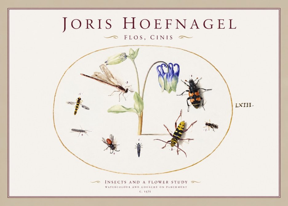 Joris Hoefnagel Insects and a Flower Study No1 - Póster
