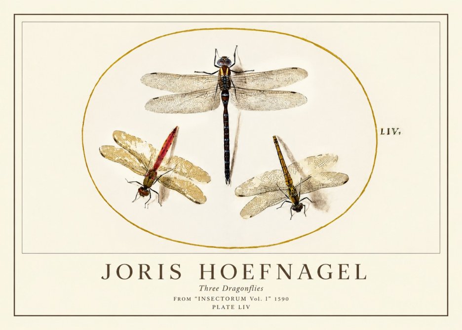 Joris Hoefnagel Three Dragonflies No1 - Póster
