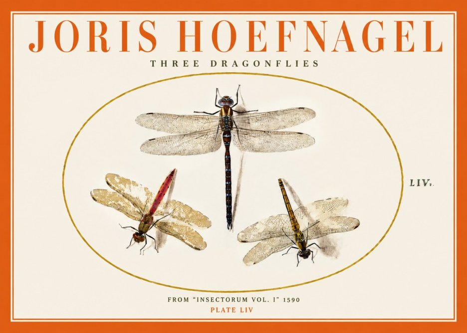 Joris Hoefnagel Three Dragonflies No2 - Póster