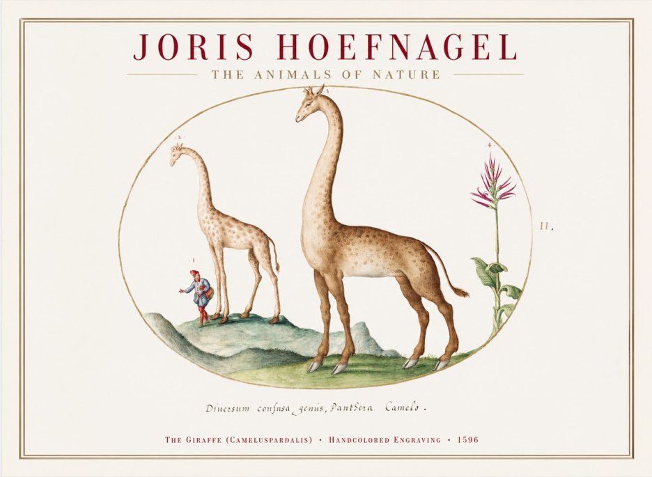Joris Hoefnagel The Giraffe (Cameluspardalis) No1 - Póster