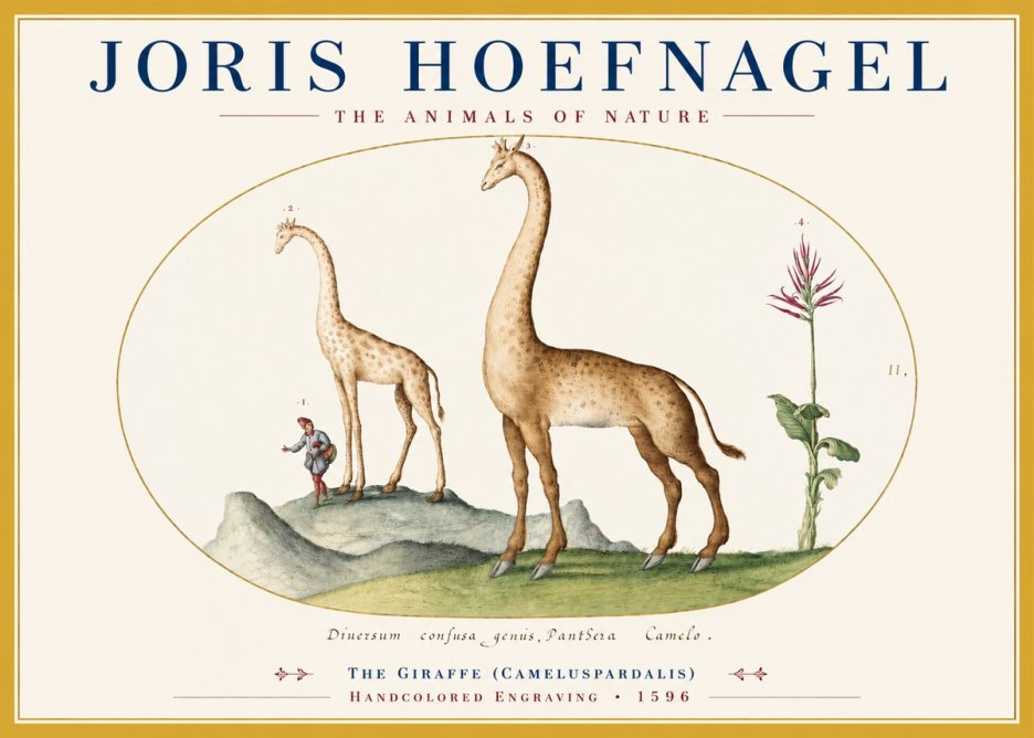 Joris Hoefnagel The Giraffe (Cameluspardalis) No3 - Póster