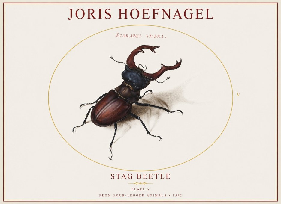 Joris Hoefnagel Stag Beetle No1 - Póster