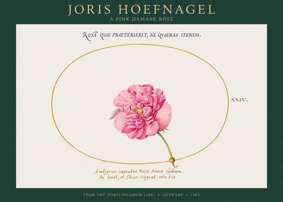 Joris Hoefnagel A Pink Damask Rose No1 - Póster