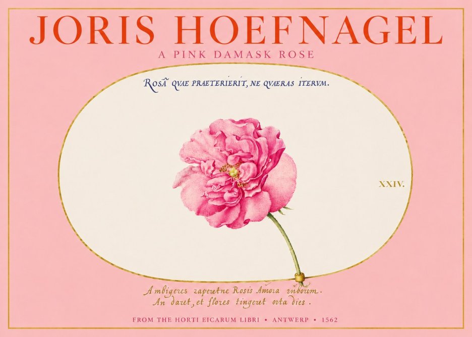 Joris Hoefnagel A Pink Damask Rose No2 - Póster