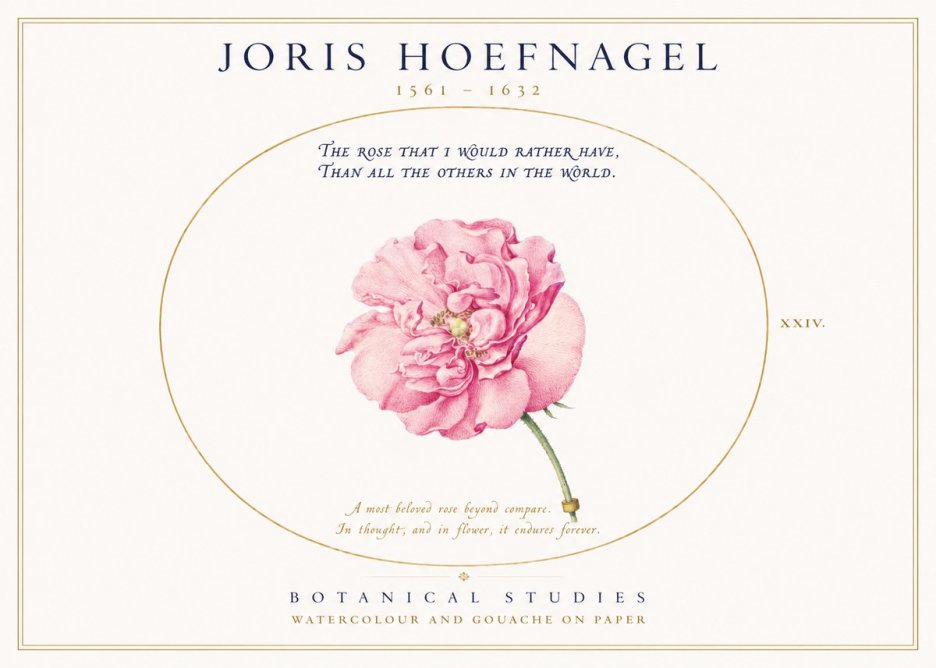 Joris Hoefnagel A Pink Damask Rose No3 - Póster