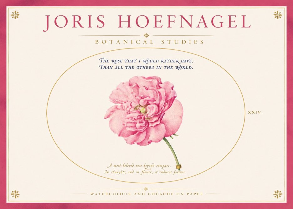 Joris Hoefnagel A Pink Damask Rose No4 - Póster