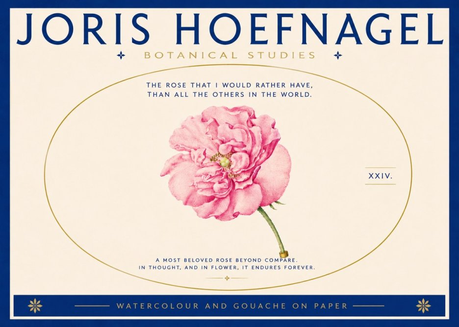 Joris Hoefnagel A Pink Damask Rose No5 - Póster