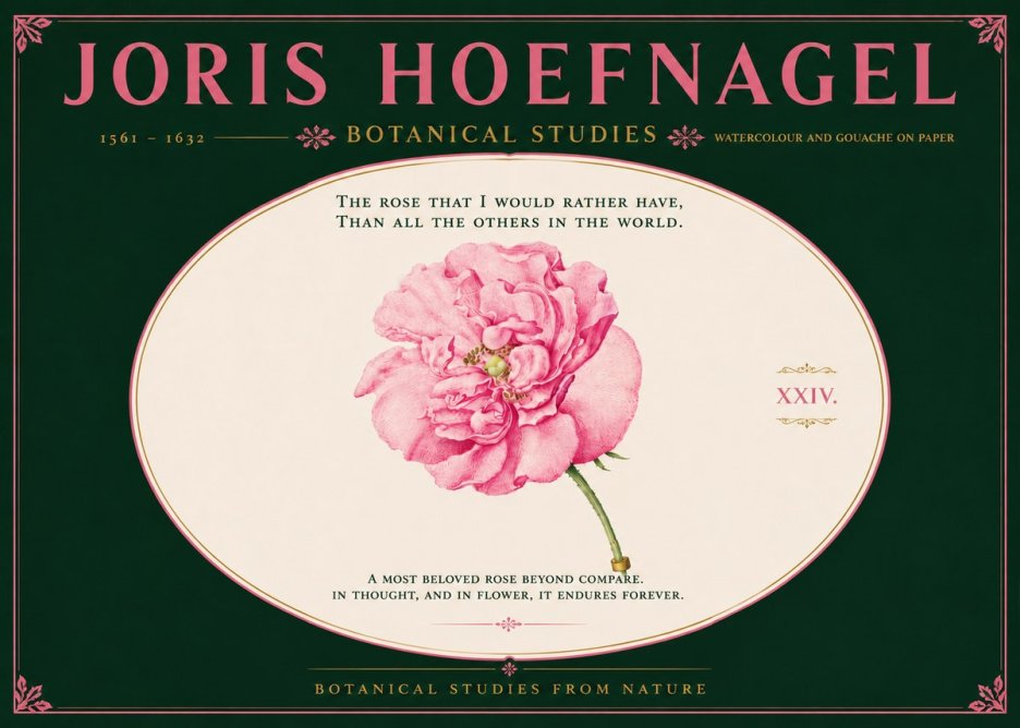 Joris Hoefnagel A Pink Damask Rose No6 - Póster
