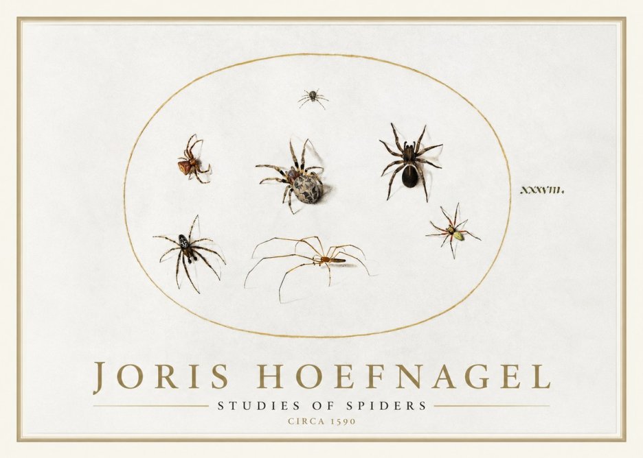 Joris Hoefnagel Studies of Spiders I No1 - Póster