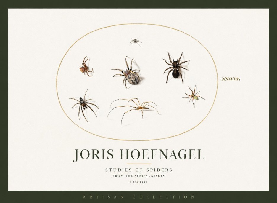 Joris Hoefnagel Studies of Spiders I No2 - Póster