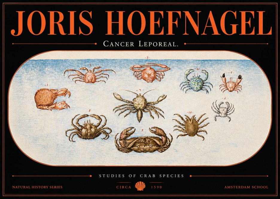 Joris Hoefnagel Cancer Leporeal. No5 - Póster