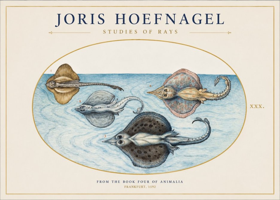 Joris Hoefnagel Rays and Skates No2 - Póster